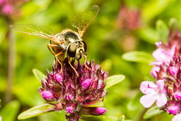Macro Shot of a Pollinating Fly on a Flower
