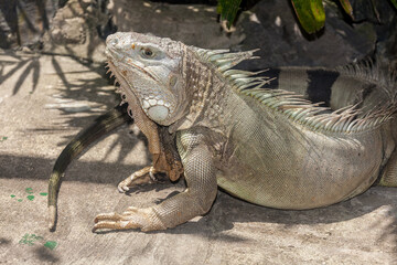 iguana