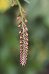close up of a branch of a plant