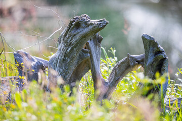 It's a Log Eat Log World