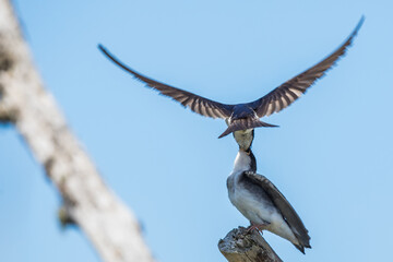 Mother Tree Swallow Feeding Fledgling on the Fly