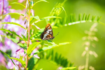 Lorquin�s Admiral Butterfly Resting on Fireweed