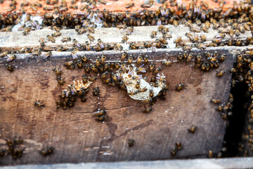 harvesting honey