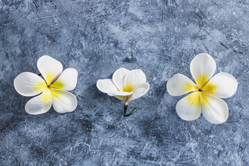 Fototapeta na wymiar white and yellow tropical frangipani flowers on grey concrete surface