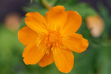 close up of a globe flower