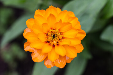 orange zinnia in the garden 