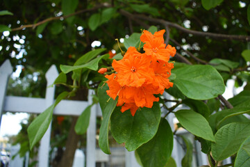 Flores naranjas en la primavera