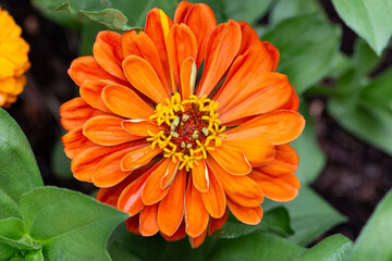 orange zinnia flower