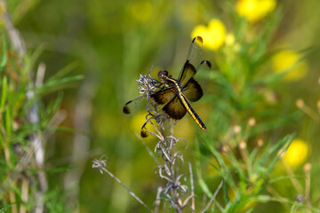 dragonfly, Widow Skimmer - Libellula luctuosa Female