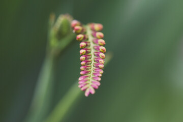 close up of flower buds