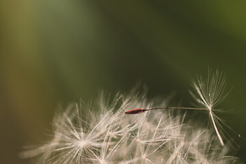 close up of a dandelion seed blowing away