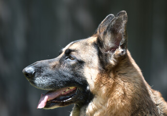 Senior German Shepherd Dog headshot against blurry green background.  Portrait of beautiful old dog with white muzzle.
