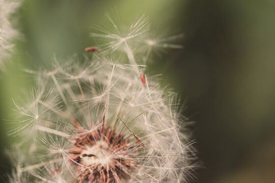 seeds being blown from dandelion seed head