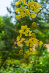 Golden shower tree in bloom