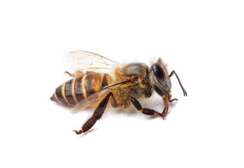 Honey bee isolate on white banner background, bee products by organic natural ingredients concept