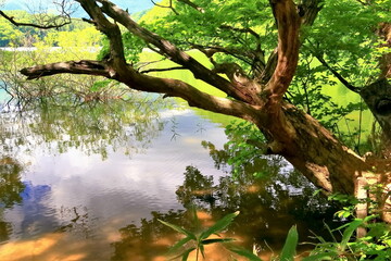 湖畔の古木