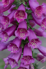 foxglove plant in bloom