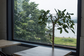 Plant on table in front of large window.
