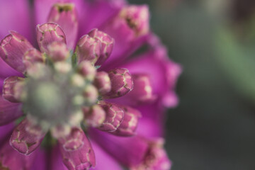 overhead view of a foxglove plant