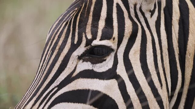 Detailed closeup on the eye of a zebra in South Africa Kruger National Park - 4K