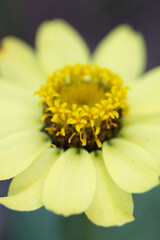 close up of yellow zinnia flower