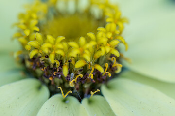 yellow zinnia macro