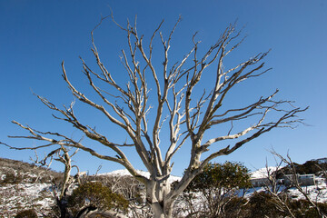 A big dead tree in the mountain in winter