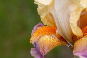 Purple and yellow iris with orange beard