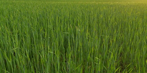 green rice field