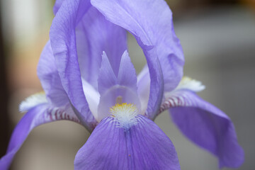 close up of purple iris