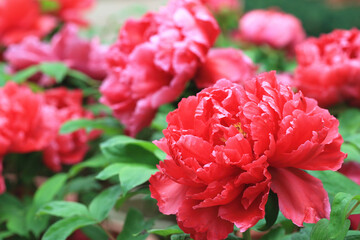Red Peony flowers,beautiful red peony flowers blooming in the garden in spring,close-up
