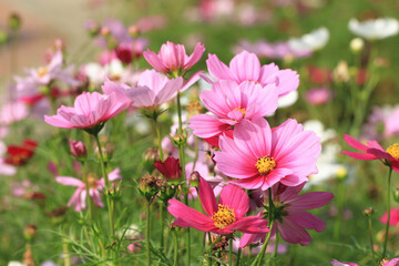 Obraz premium Cosmos flowers field,beautiful view of pink,red and white cosmos flowers blooming in the garden,Cosmos Bipinnata Hort 