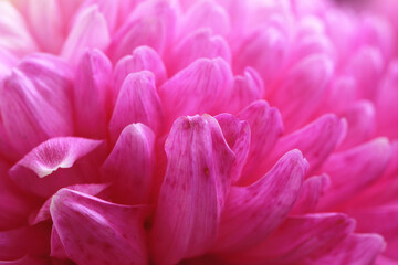 Chrysanthemum flower close-up,beautiful pink with purple flower blooming in the garden 