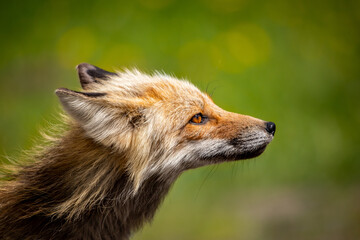 red fox in the grass