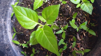 butterfly on a branch