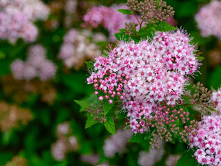 pink flowers