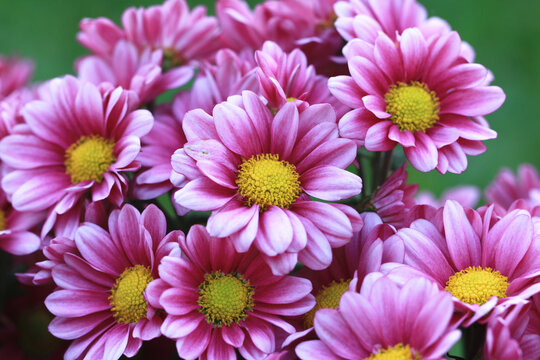 Chrysanthemum flowers close-up,beautiful purple with white flowers blooming in the garden 