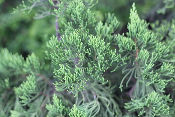 Tiny green branches growing on a tree.