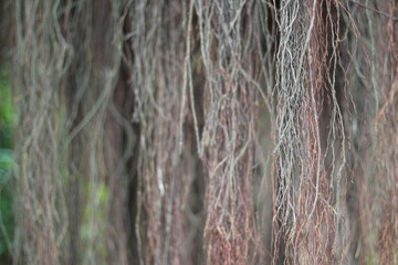 Strands of branches dangling from a tree.