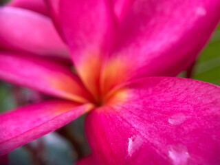 Closeup of a pink frangipani flower.
