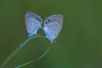 butterfly mating on green leaf