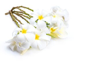 Fototapeta premium beautiful white plumeria flowers isolated on White background, Frangipani flower isolated white background.
