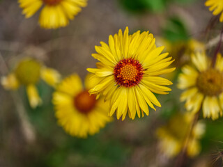 yellow wild flower