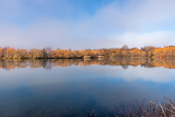 Fototapeta na wymiar Winter Willows - reflections in a pond
