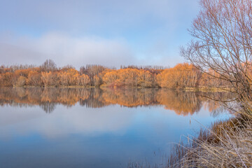 Fototapeta na wymiar Winter Willows - reflections in a pond