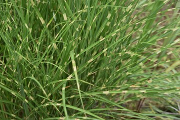 Zebra grass is a Poaceae perennial and is an ornamental  pampas grass.