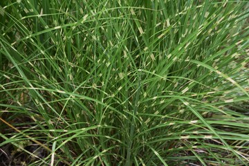 Fototapeta na wymiar Zebra grass is a Poaceae perennial and is an ornamental pampas grass.