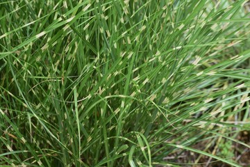 Fototapeta na wymiar Zebra grass is a Poaceae perennial and is an ornamental pampas grass.
