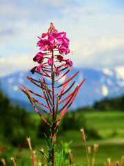 pink flower against blue sky and mountain in Alaska