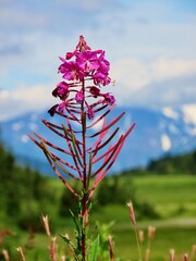pink flowers against blue sky